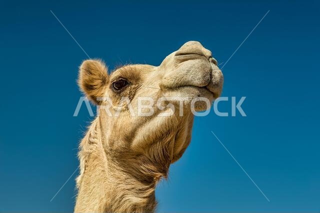 Camel Head Closeup Portrait in Desert.