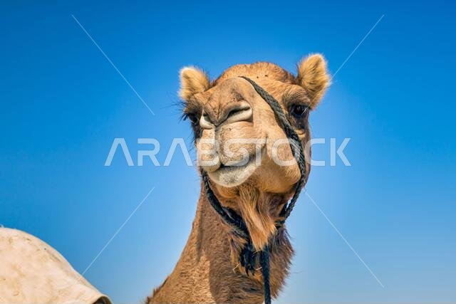 Camel Head Closeup Portrait in Desert.