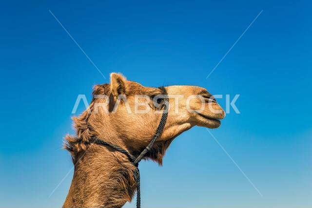 صورة مقربة لرأس جمل في الصحراء.