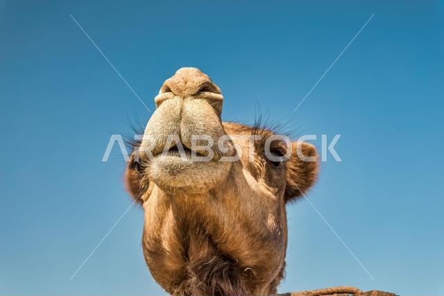 صورة مقربة لرأس جمل في الصحراء.
