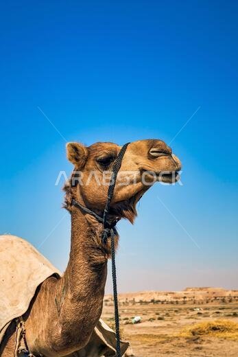 Camel Head Closeup Portrait in Desert.