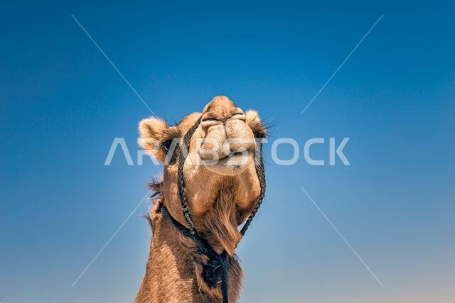 صورة مقربة لرأس جمل في الصحراء.