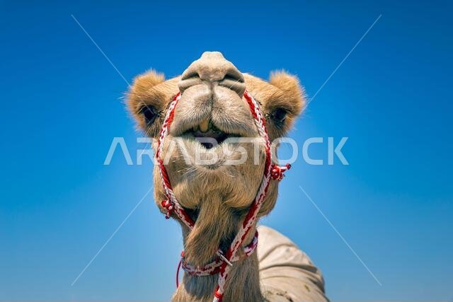 صورة مقربة لرأس جمل في الصحراء.