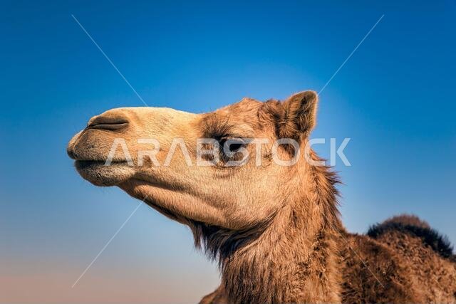 صورة مقربة لرأس جمل في الصحراء.