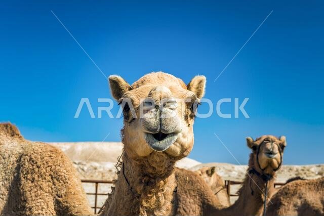 Camel Head Closeup Portrait in Desert.