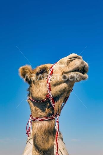 Camel Head Closeup Portrait in Desert.
