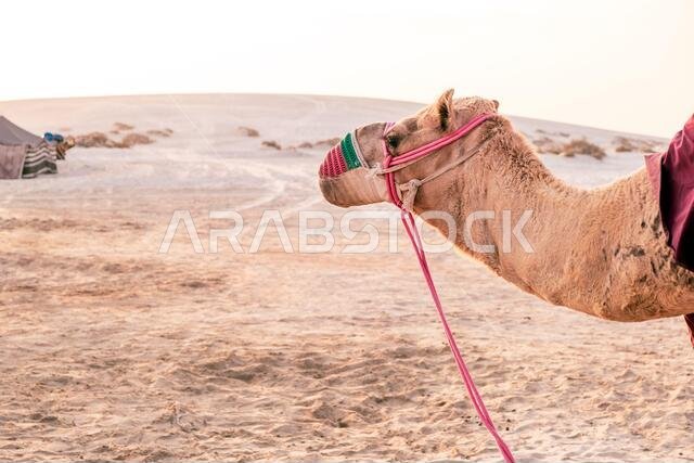 The background of camel at Desert Safari Camel Ride when the sunset in the evening as a landmark for desert activities in Al Wakrah, Qatar.