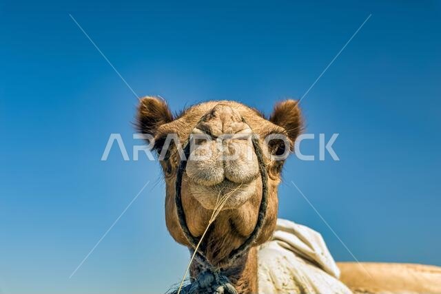 صورة مقربة لرأس جمل في الصحراء.