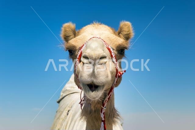 Camel Head Closeup Portrait in Desert.