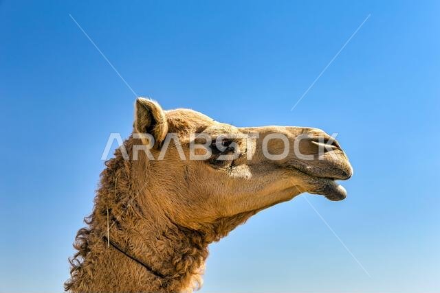 Camel Head Closeup Portrait in Desert.