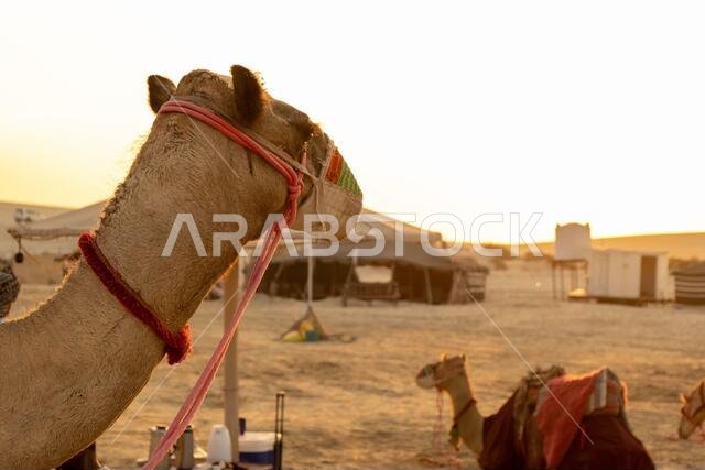 خلفية الجمل في رحلة سفاري صحراوية على ظهور الجمال عند غروب الشمس في المساء كمعلم بارز للأنشطة الصحراوية في الوكرة، قطر. خلفية الجمل في رحلة سفاري صحراوية على ظهور الجمال عند غروب الشمس في المساء كمعلم بارز للأنشطة الصحراوية في الوكرة، قطر.