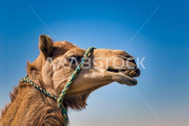 صورة مقربة لرأس جمل في الصحراء.