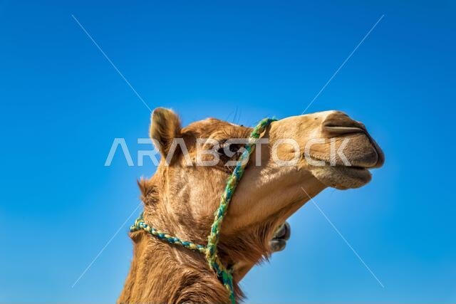 Camel Head Closeup Portrait in Desert.