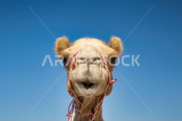 صورة مقربة لرأس جمل في الصحراء.