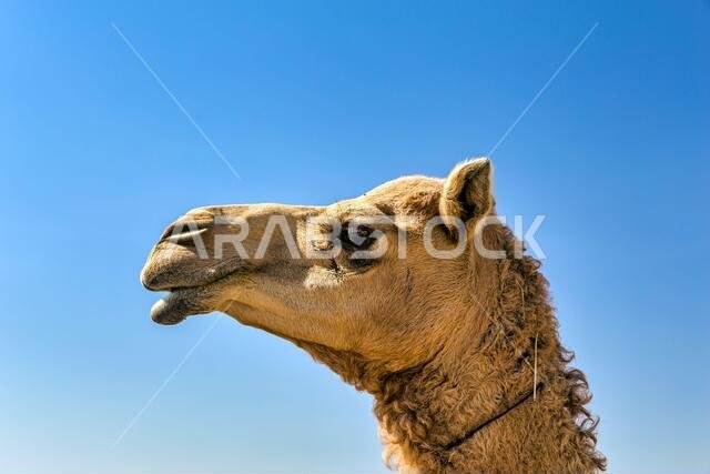 صورة مقربة لرأس جمل في الصحراء.