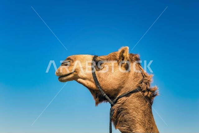 صورة مقربة لرأس جمل في الصحراء.
