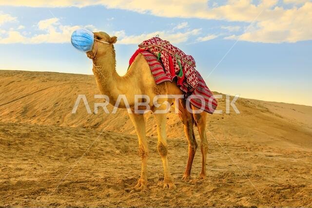 COVID-19 infections in animals. Camel on sand dunes of desert with surgical face mask at sunset. Concept of flu of pet and coronavirus infections