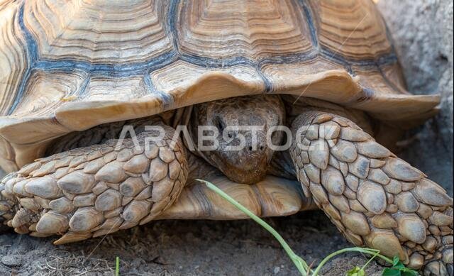 Close up shot of desert tortoise (Gopherus agassizii and Gopherus morafkai), also known as desert turtles, are two species of tortoise. desert tortois