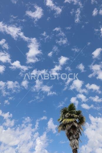 tropical palm tree with the background of blue sky and white clouds