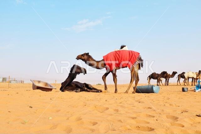 جمال عربية في الصحراء العربية في الرياض، المملكة العربية السعودية. صحراء الدهناء، الرياض