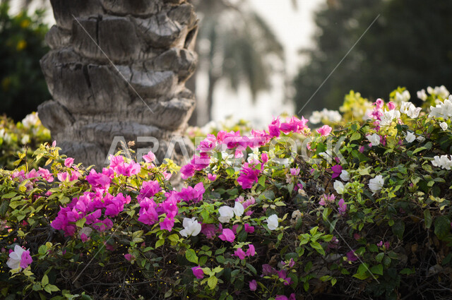 Close-up of beautiful fragrant blooming pink roses, nature background, planting flowers, natural pink roses in the garden, palm trees