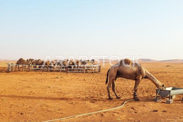 جمال عربية داخل حظيرة مع أحدها يشرب الماء في صحراء الرياض، المملكة العربية السعودية. صحراء الدهناء، الرياض