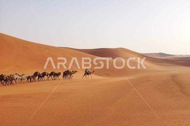 رجل يقود قطيعًا من الجمال العربية يعبر الكثبان الرملية في صحراء الدهناء، الرياض، المملكة العربية السعودية.