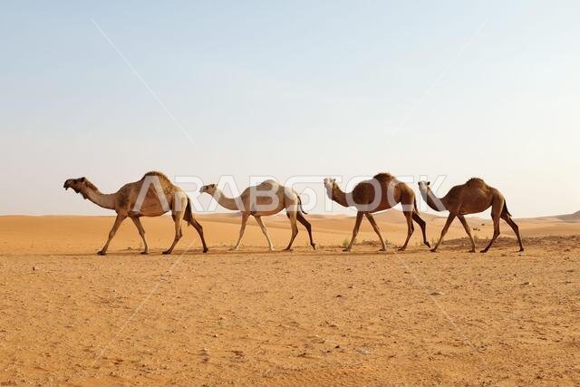قطيع من الجمال العربية يعبر الكثبان الرملية في صحراء الدهناء، الرياض، المملكة العربية السعودية.