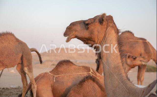مجموعة من الجمال العربية في حظيرة بالمملكة العربية السعودية