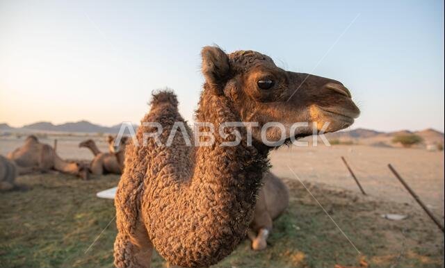 Small camel (Hashi) in the barn in the Kingdom of Saudi Arabia