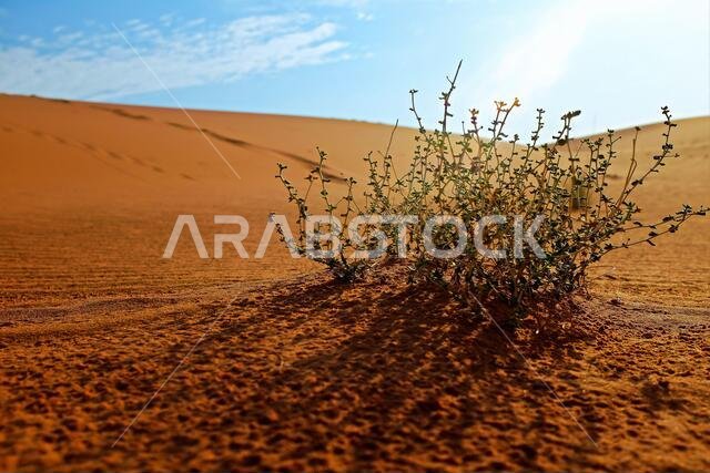 نبتة شجيرة نامية في صحراء قاحلة جافة. بقاء النبات وتكيفه.