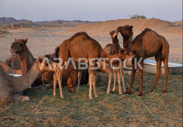 مجموعة من الجمال العربية في حظيرة بالمملكة العربية السعودية