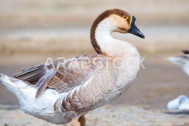Domestic Swan goose from Saudi Arabia