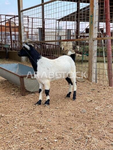 الماعز في مزرعة في الطائف، المملكة العربية السعودية