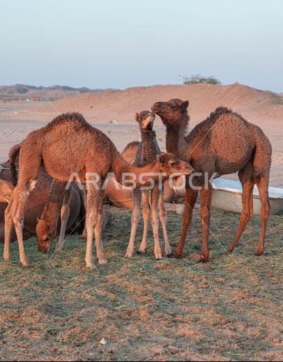 مجموعة من الجمال العربية في حظيرة بالمملكة العربية السعودية