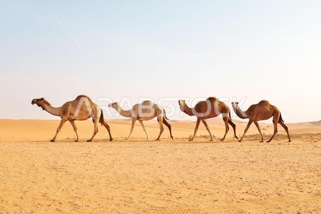 قطيع من الجمال العربية يعبر الصحراء الحارة. صحراء الدهناء، الرياض، المملكة العربية السعودية