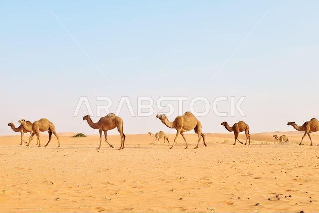 قطيع من الجمال العربية يعبر الصحراء الحارة. صحراء الدهناء، الرياض، المملكة العربية السعودية