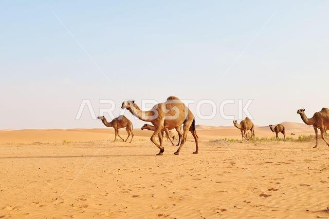 قطيع من الجمال العربية يعبر الصحراء الحارة. صحراء الدهناء، الرياض، المملكة العربية السعودية قطيع من الجمال العربية يعبر الصحراء الحارة. صحراء الدهناء، الرياض، المملكة العربية السعودية