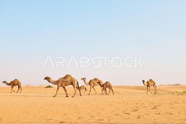 قطيع من الجمال العربية يعبر الصحراء الحارة. صحراء الدهناء، الرياض، المملكة العربية السعودية
