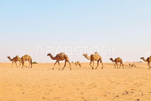 قطيع من الجمال العربية يعبر الصحراء الحارة. صحراء الدهناء، الرياض، المملكة العربية السعودية
