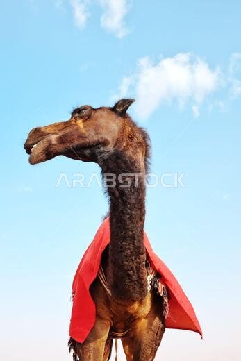صورة مقربة لجمل عربي لطيف ومضحك أمام سماء زرقاء صافية.