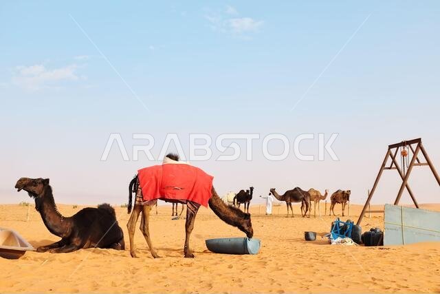 رجل وجماله في الصحراء العربية. صحراء الدهناء، الرياض، المملكة العربية السعودية.