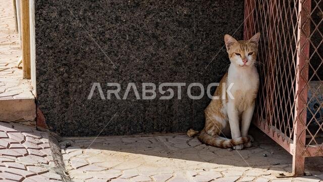 Feral, but friendly cats