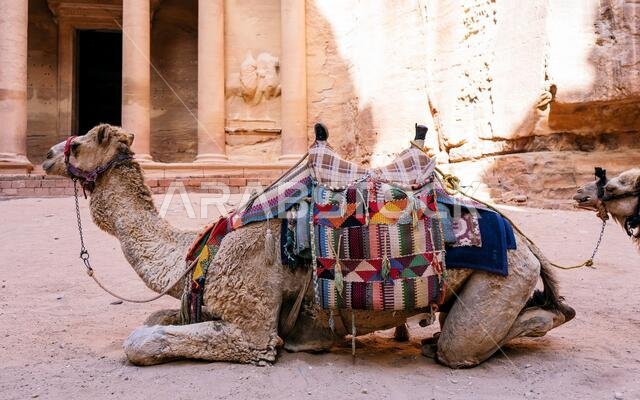 Bedouin camel rests near the treasury Al Khazneh carved into the rock at Petra, Jordan. Petra is one the New Seven Wonders of the World