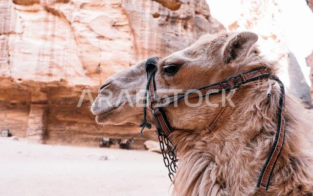 يستريح جمل بدوي بالقرب من الخزنة المنحوتة في الصخر في البتراء، الأردن. البتراء هي إحدى عجائب الدنيا السبع الجديدة