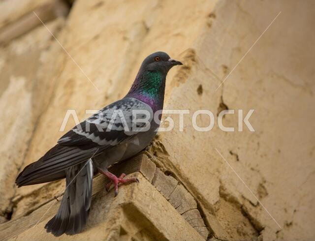 historical city jeddah saudi arabia