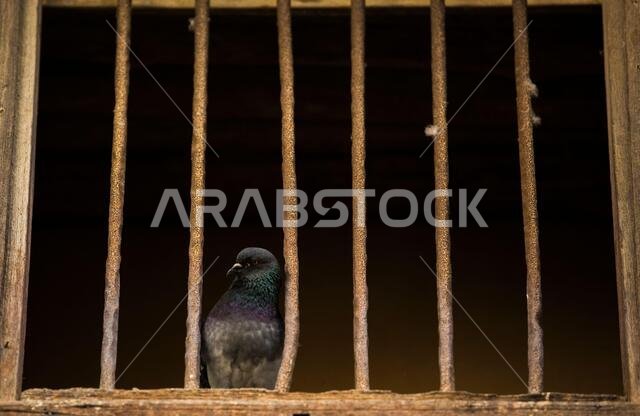 historical city jeddah saudi arabia