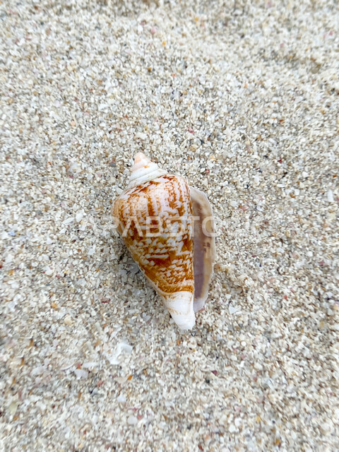 صورة مقربة لقوقعة على شاطئ البحر بالمملكة العربية السعودية ، رمال البحر ، صدف على الرمال