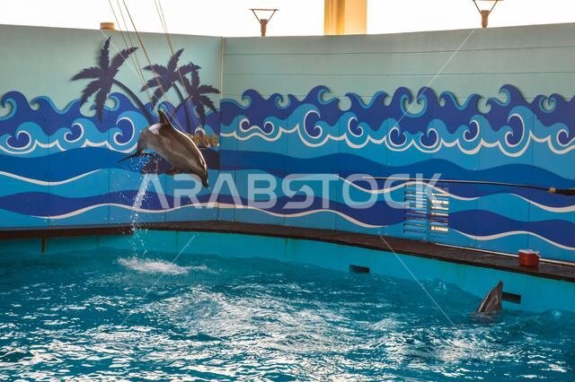 Dolphin show in Jeddah, Saudi Arabia