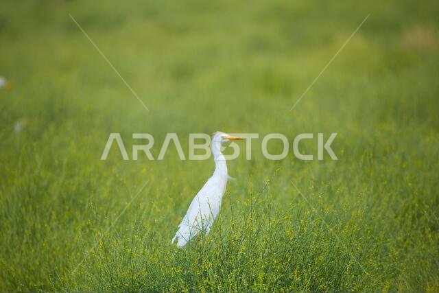 birds of saudi arabia